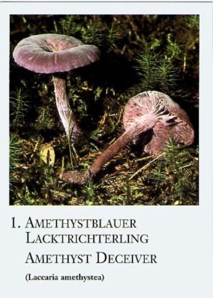 Pilzkarten, 20 Stück
