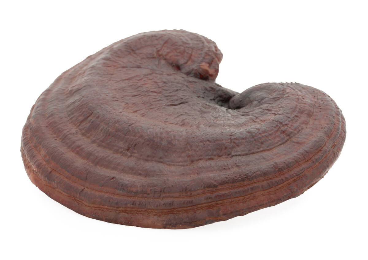 Hawlik® Reishi Pulver 100g – Bild 2