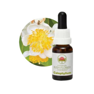 AU Calophyllum, 15ml