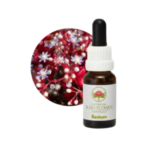 AU Sedum, 15ml